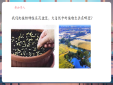 【核心素養(yǎng)大單元】教科版科學(xué)一年級上冊1.3《植物長在哪里》單元整體設(shè)計+課件+教案+素材