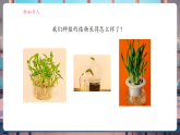 【核心素養(yǎng)大單元】教科版科學(xué)一年級上冊1.4《給植物畫張“像”》單元整體設(shè)計+課件+教案