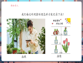 【核心素養(yǎng)大單元】教科版科學(xué)一年級上冊1.4《給植物畫張“像”》單元整體設(shè)計+課件+教案