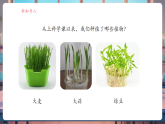 【核心素養(yǎng)大單元】教科版科學(xué)一年級上冊1.5《植物的變化》單元整體設(shè)計+課件+教案