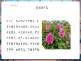 【核心素養(yǎng)大單元】教科版科學(xué)一年級上冊1.6《校園里的植物》單元整體設(shè)計+課件+教案+素材