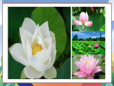 人教部編版語文三年級(jí)下冊(cè) 第三課《荷花》第一課時(shí) 課件+教案+分層練習(xí)+學(xué)習(xí)任務(wù)單
