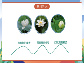 人教部編版語文三年級(jí)下冊(cè) 第三課《荷花》第二課時(shí) 課件+教案+分層練習(xí)+學(xué)習(xí)任務(wù)單