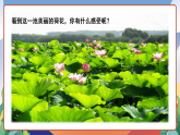 人教部編版語文三年級(jí)下冊(cè) 第三課《荷花》第二課時(shí) 課件+教案+分層練習(xí)+學(xué)習(xí)任務(wù)單