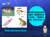 初中  生物  人教版（2024）  七年級(jí)上冊(cè)  第一單元 生物和細(xì)胞  第二章 認(rèn)識(shí)細(xì)胞  第一節(jié) 學(xué)習(xí)使用顯微鏡 課件