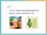【核心素養(yǎng)新課標(biāo)】嶺南版美術(shù)四年級(jí)上冊(cè)第16課《印染“花布”》課件+教學(xué)設(shè)計(jì)