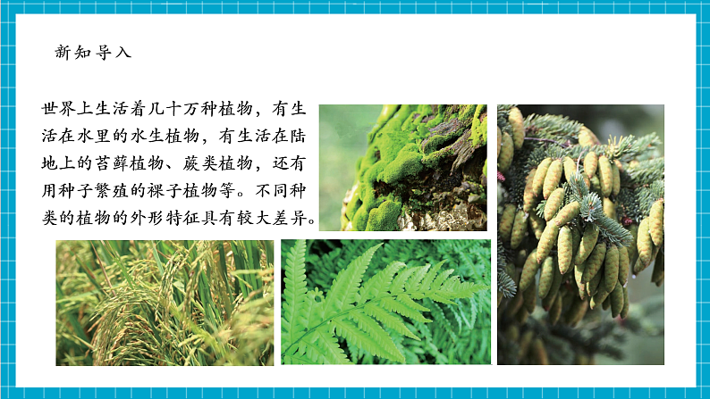 【大单元整体教学】2.3《形形色色的植物》课时课件第7页