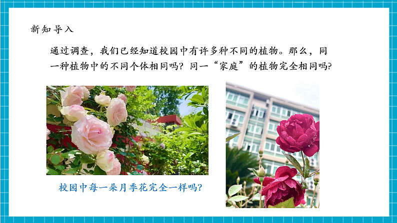 【大单元整体教学】2.3《形形色色的植物》课时课件第8页