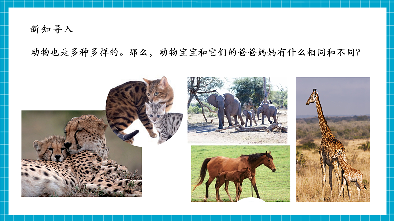 【大单元整体教学】2.4《多种多样的动物》课时课件第7页