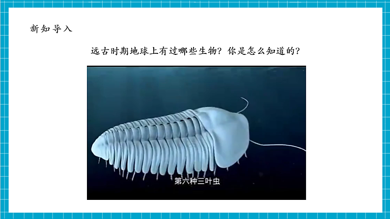 【大单元整体教学】2.6《古代生物的多样性》课时课件第8页