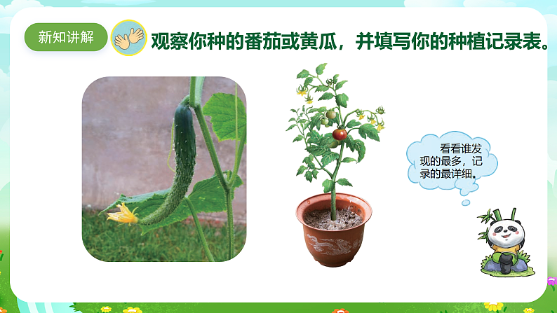【核心素养】苏教版（2017）科学三下 1.4《植物结果了》课件第4页