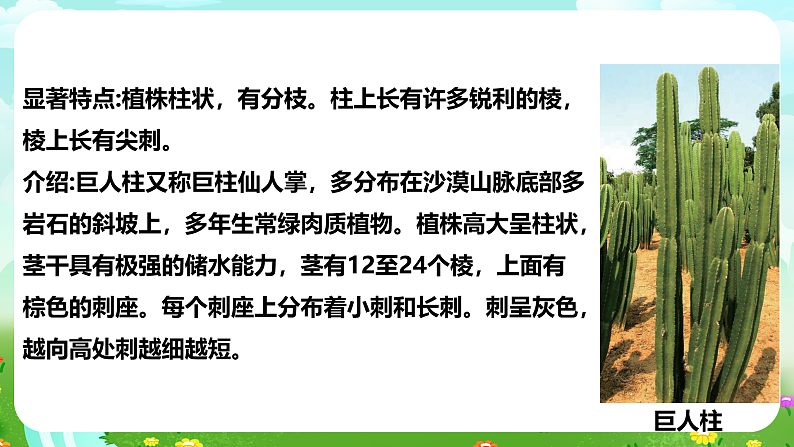 【核心素养】苏教版（2017）科学三下 2.5《不同环境里的植物》课件第6页