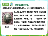 【核心素養(yǎng)】蘇教版（2017）科學三下 2.6《沙漠中的植物》課件+教案+分層練習+素材
