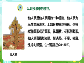 【核心素養(yǎng)】蘇教版（2017）科學三下 2.6《沙漠中的植物》課件+教案+分層練習+素材