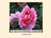 人教版（2024）美術一上第11課《花兒寄深情》名師課件（2019部級）