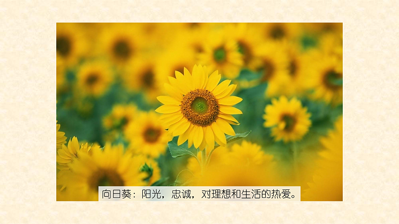 人教版（2024）美术一上第11课《花儿寄深情》名师课件（2019部级）第7页