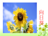 人教版（2024）美術(shù)一上第20課《美麗的植物和動物》教學(xué)課件2
