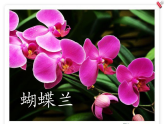 人教版（2024）美術(shù)一上第20課《美麗的植物和動物》教學(xué)課件2