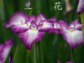 人教版（2024）美術(shù)一上第20課《美麗的植物和動物》教學(xué)課件2