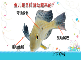 人教版（2024）美術(shù)一上第8課《魚兒游游》名師課件