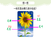 人美版（2024）美術(shù)二上第14課《茂密的花》精品課件 1