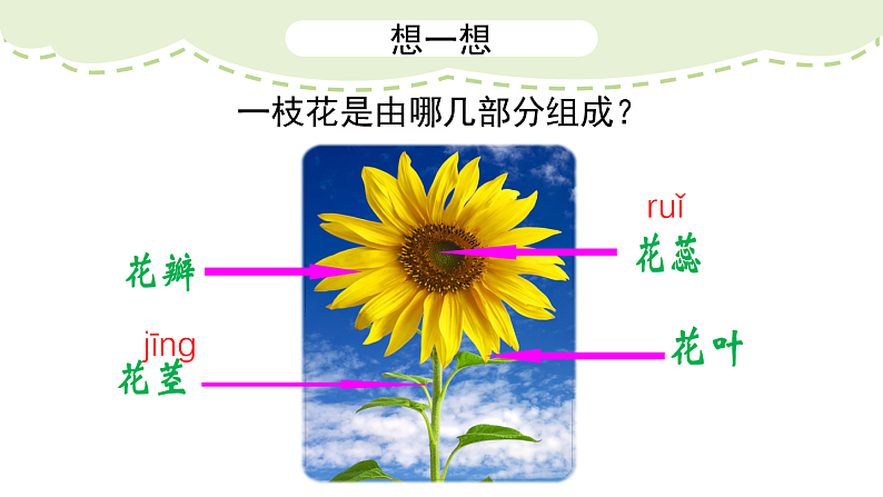 人美版（2024）美术二上第14课《茂密的花》精品课件 1第3页