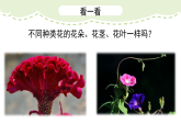 人美版（2024）美術(shù)二上第14課《茂密的花》精品課件 1