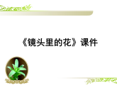 人美版（2024）美術(shù)六上第11課《鏡頭里的花》參考課件