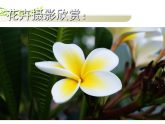 人美版（2024）美術(shù)六上第11課《鏡頭里的花》參考課件