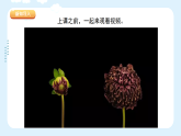 人美版（2024）美術(shù)六上第11課《鏡頭里的花》課件