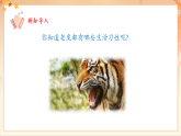 【2025年春新課標(biāo)核心素養(yǎng)】人音版音樂二下第6課第2課時(shí)《老虎磨牙》教學(xué)設(shè)計(jì)+課件+素材