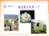 【2025年春新課標核心素養(yǎng)】人音版音樂二下第8課第4課時《我愛雪蓮花》教學設(shè)計+課件+素材