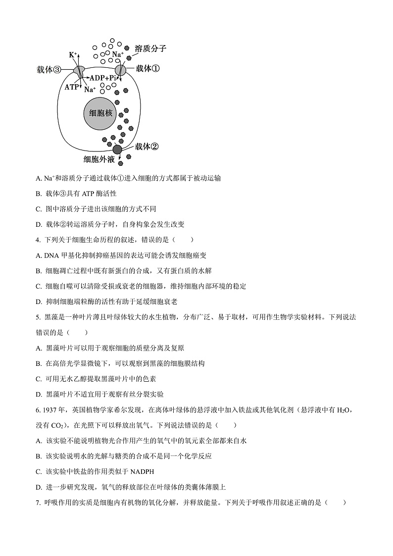 安徽省合肥市第一中学2024-2025学年高三上学期第二次教学检测生物试卷 Word版无答案第2页
