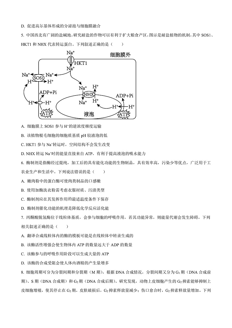 安徽省合肥市普通高中六校联盟2024—2025学年高三上学期期中联考生物试题 Word版无答案第2页