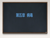初中  生物  人教版（2024）  七年级上册第四节 病毒 课件
