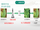 初中  生物  人教版（2024）  七年级上册第四节 病毒 课件