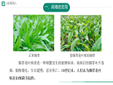 初中  生物  人教版（2024）  七年级上册第四节 病毒 课件
