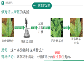 初中  生物  人教版（2024）  七年级上册第四节 病毒 课件