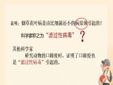 初中  生物  人教版（2024）  七年级上册第四节 病毒 课件