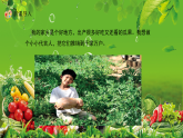 新教材冀美版一年级上册美术第十单元家乡瓜果美第一课家乡瓜果惹人爱课件