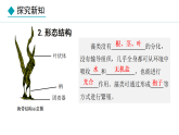 人教版（2024）七年级生物上册2.1.1藻类、苔藓植物和蕨类植物精品课件