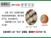 初中  生物  人教版（2024）  七年級(jí)上冊(cè)第三節(jié) 真菌 課件