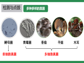 初中  生物  人教版（2024）  七年級(jí)上冊(cè)第三節(jié) 真菌 課件