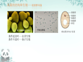 初中  生物  人教版（2024）  七年級(jí)上冊(cè)第三節(jié) 真菌 課件