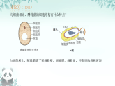 初中  生物  人教版（2024）  七年級(jí)上冊(cè)第三節(jié) 真菌 課件