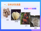 初中  生物  人教版（2024）  七年級(jí)上冊(cè)第三節(jié) 真菌 課件