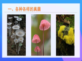 初中  生物  人教版（2024）  七年級(jí)上冊(cè)第三節(jié) 真菌 課件