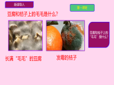 初中  生物  人教版（2024）  七年級(jí)上冊(cè)第三節(jié) 真菌 課件