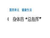 2024教科版科学五年级上册第四单元健康生活4 身体的“总指挥”  作业课件