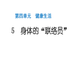 2024教科版科学五年级上册第四单元健康生活5 身体的“联络员”  作业课件